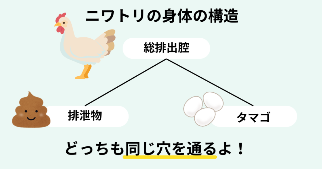 ニワトリの身体の構造を説明した画像。総排出腔より排泄物もタマゴも同じ穴を通って輩出される。